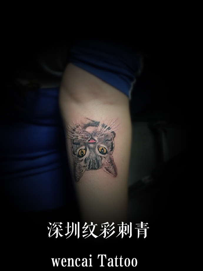 深圳爱宠人士夏女士在手臂上纹小猫咪的肖像